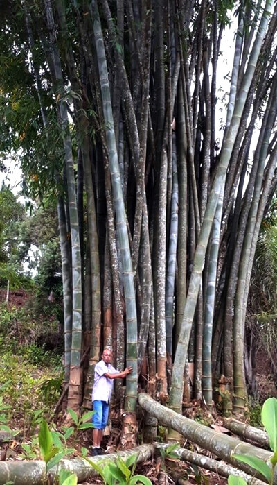 timber bamboo growing in nature